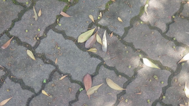 落ち葉と一緒に何が落ちている？ - 兵庫県立人と自然の博物館（ひとは